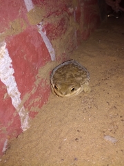 Duttaphrynus stomaticus