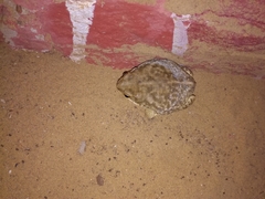 Duttaphrynus stomaticus