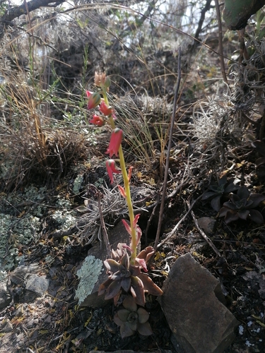 Echeveria whitei