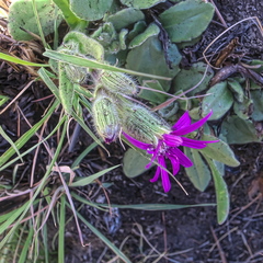 Senecio macrocephalus