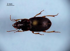 Harpalus somnulentus