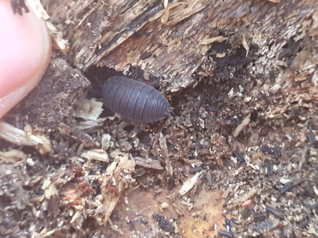Woolice Rocks Woodlice, Pillbugs, and Rock Slaters from 4620, Bulgaria on April 20 ...