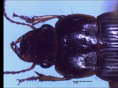 Harpalus somnulentus