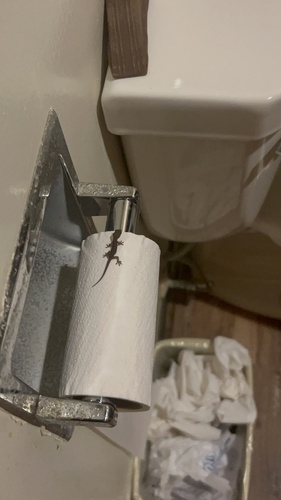 Hemidactylus frenatus observed 2023-04-19