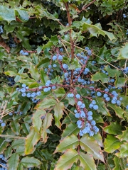 Berberis aquifolium