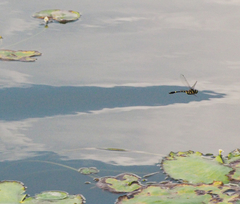 Epophthalmia elegans