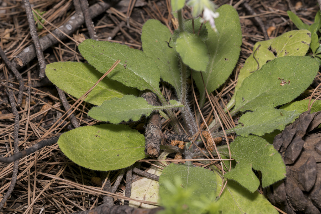 Rhodian Comfrey