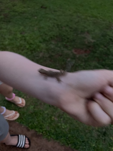 Hemidactylus frenatus observed 2023-04-18