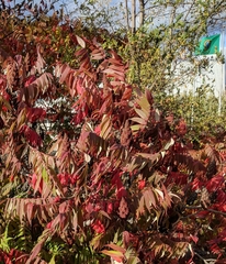 Rhus typhina