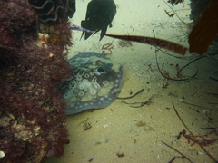 Urolophus circularis