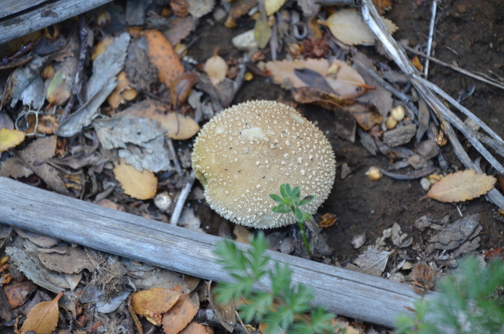 Lycoperdon perlatum · March 2023 · photo: © laurabm2020 (iNaturalist, cc-by)