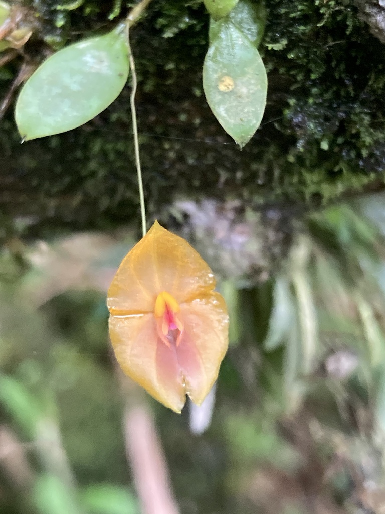 Lepanthes matisii