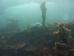 Urolophus circularis