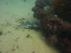 Urolophus circularis