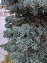 Abies concolor