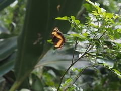 Yoma sabina podium