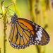 Mariposa Tigre - Photo (c) Anil Kumar Verma, algunos derechos reservados (CC BY-NC), uploaded by Anil Kumar Verma