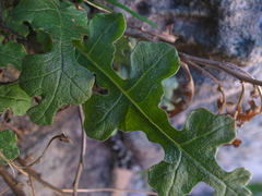 Senecio subrubriflorus