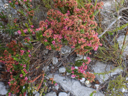 Image of Erica longiaristata by (c) Ren Hoekstra, some rights reserved (CC BY)