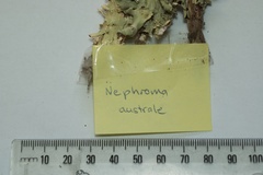 Nephroma australe