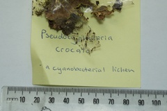 Yarrumia colensoi