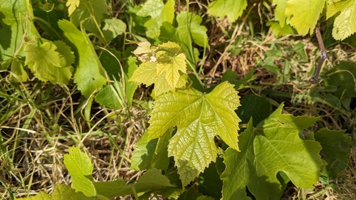 Vitis image