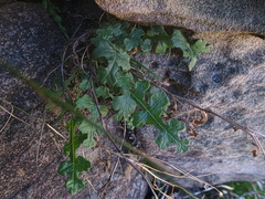 Senecio subrubriflorus