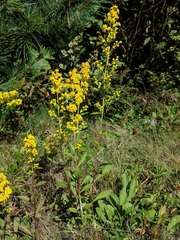 Solidago puberula puberula