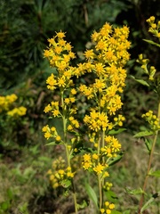Solidago puberula puberula