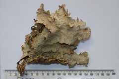 Yarrumia colensoi