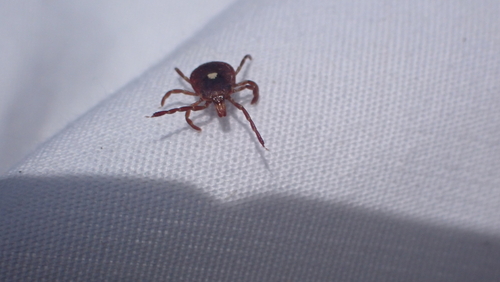 Photo of Lone Star Tick