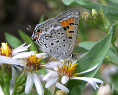 Tharsalea arota schellbachi