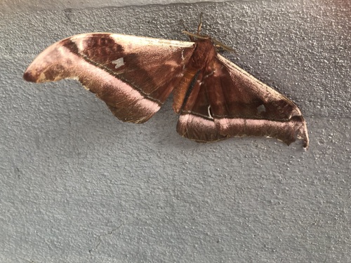 Cabbage Tree Emperor