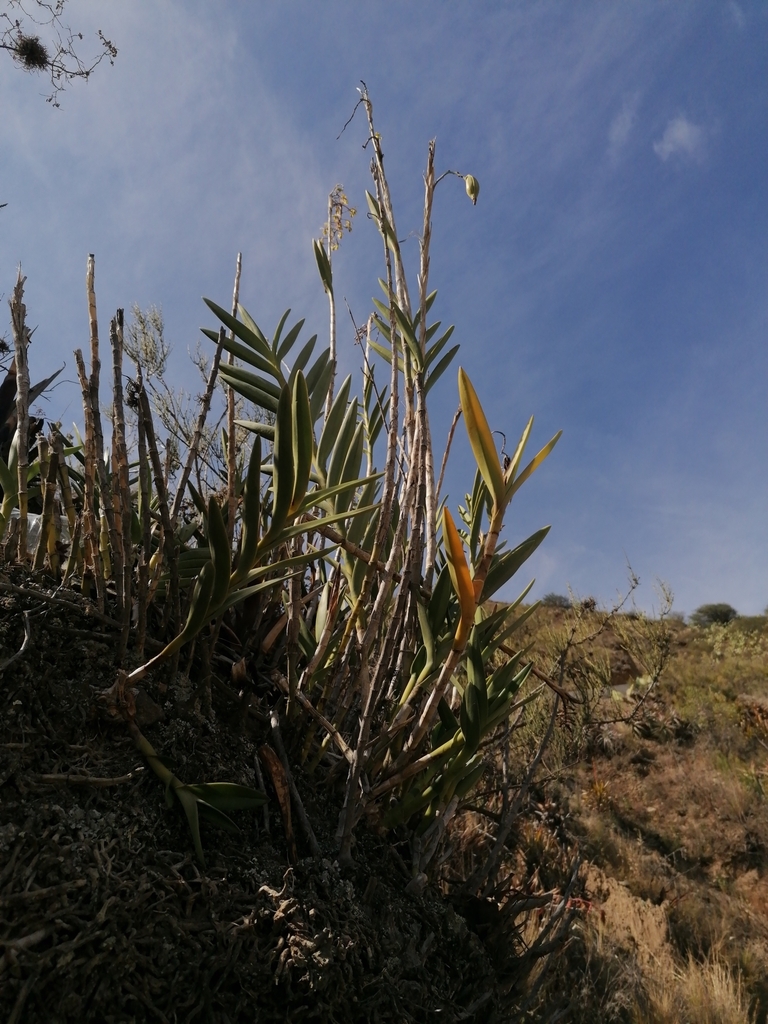Epidendrum oreonastes Rchb.f. 4