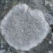 Blue-gray Sunken-Disk - Photo (c) Richard Droker, some rights reserved (CC BY-NC-ND)