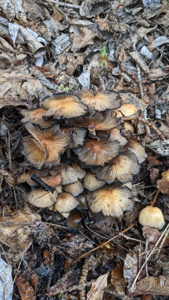 Coprinellus sect. Micacei from SE Midvale Dr & Mountain View Apartments