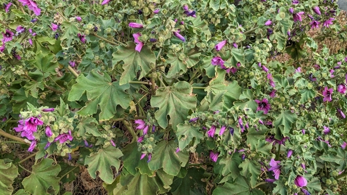 Malva arborea image