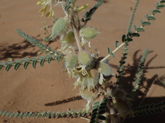 Astragalus gomboeformis image