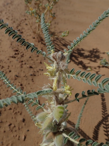 Astragalus gomboeformis image