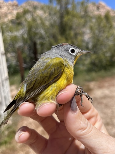 iNaturalist observation photo of Nashville Warbler