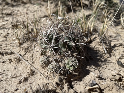 Sclerocactus cloverae