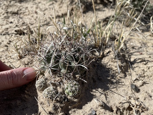 Sclerocactus cloverae