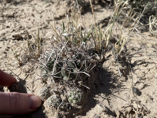 Sclerocactus cloverae