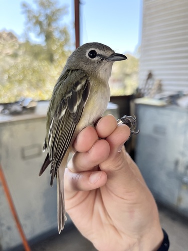 iNaturalist observation photo of Cassin's Vireo