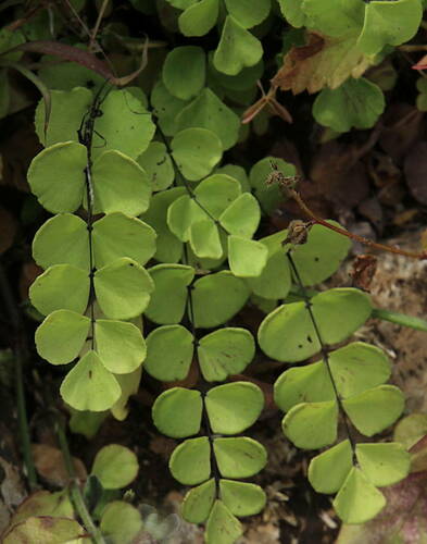 Adiantum balfourii image