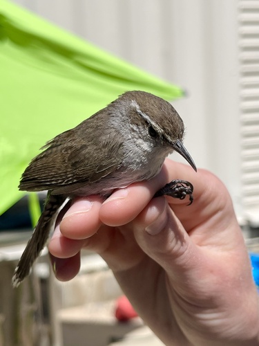iNaturalist observation photo of Bewick's Wren