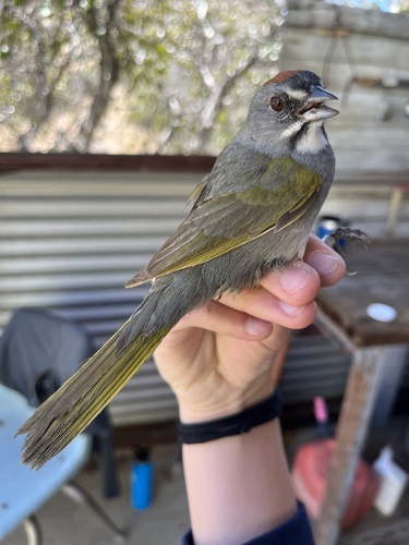 iNaturalist observation photo of Green-tailed Towhee
