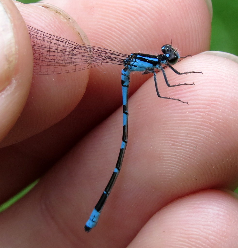 Pine Barrens Bluet