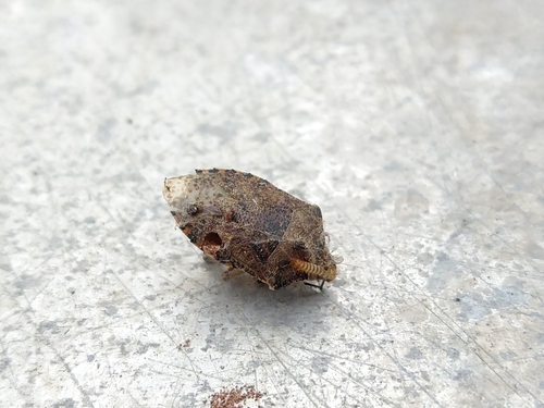 Mottled Stink Bug, 6525 EC Nijmegen, Nederland, photo 10 of 10