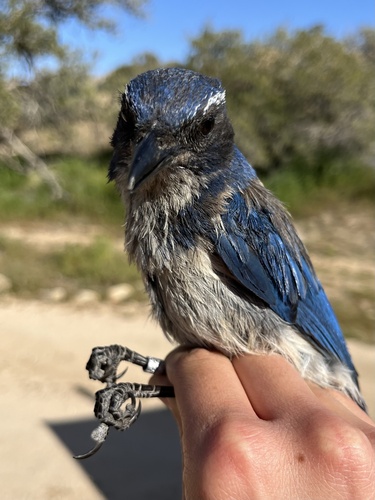 iNaturalist observation photo of California Scrub-Jay